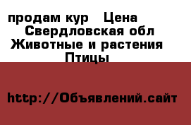 продам кур › Цена ­ 450 - Свердловская обл. Животные и растения » Птицы   
